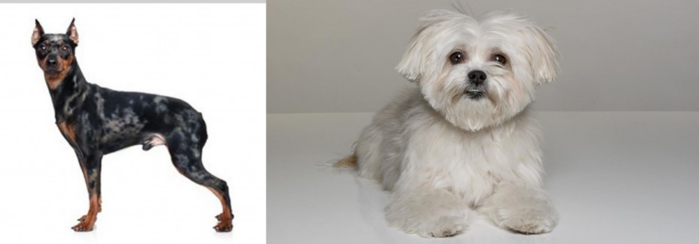 Kyi-Leo vs Harlequin Pinscher - Breed Comparison