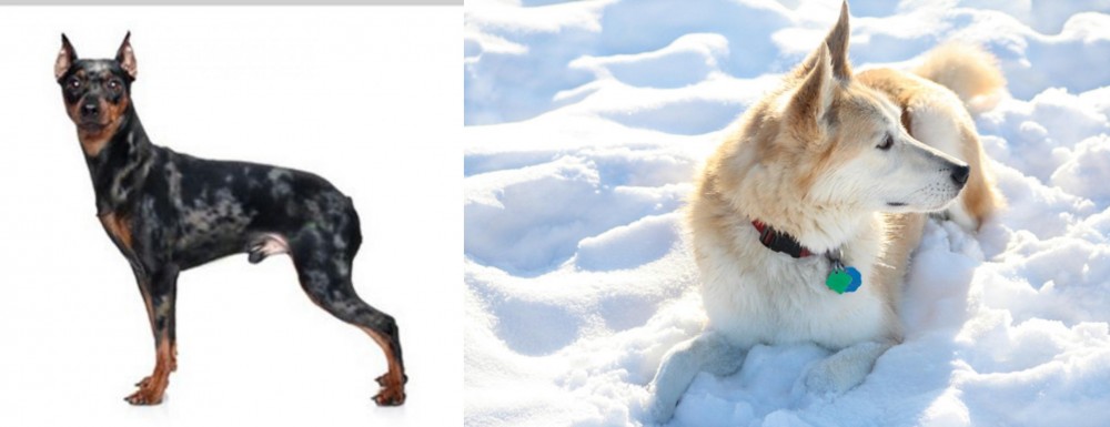 Labrador Husky vs Harlequin Pinscher - Breed Comparison