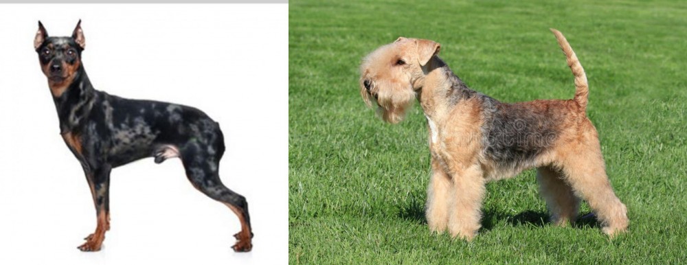 Lakeland Terrier vs Harlequin Pinscher - Breed Comparison