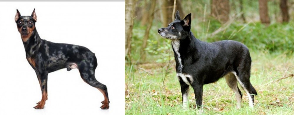Lapponian Herder vs Harlequin Pinscher - Breed Comparison