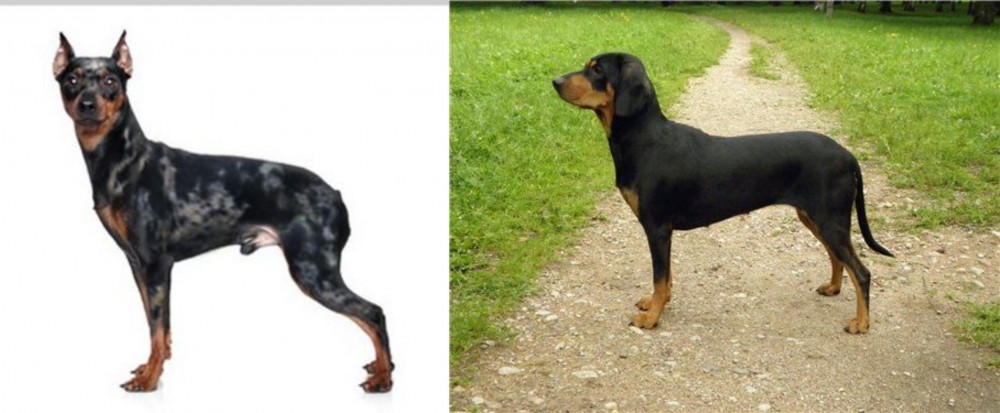 Latvian Hound vs Harlequin Pinscher - Breed Comparison
