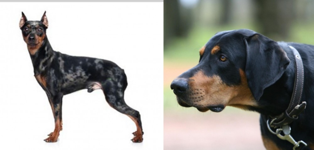 Lithuanian Hound vs Harlequin Pinscher - Breed Comparison