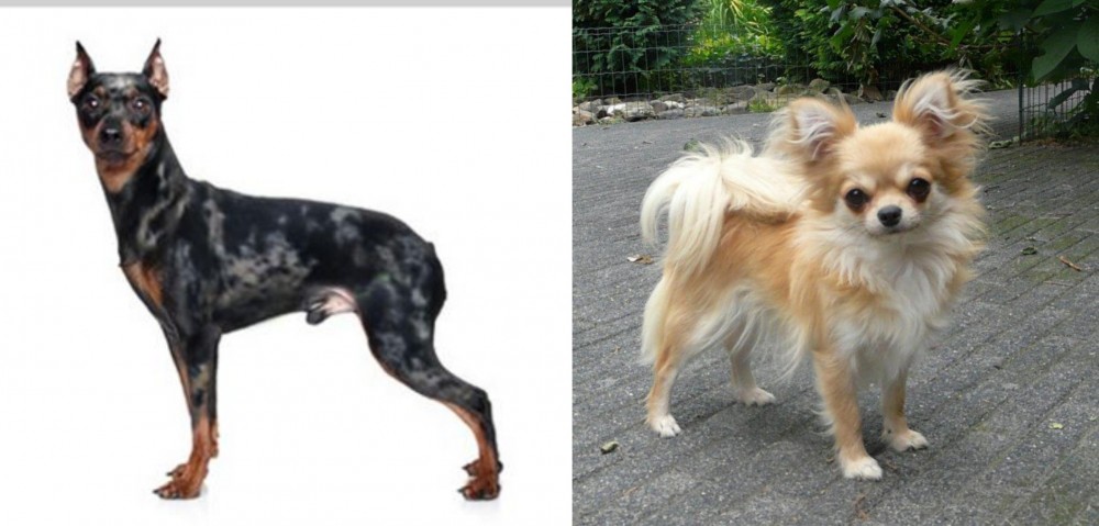 Long Haired Chihuahua vs Harlequin Pinscher - Breed Comparison