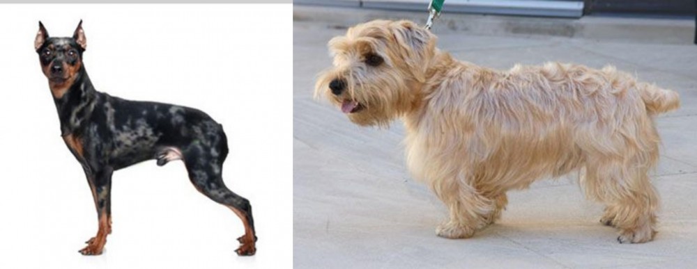 Lucas Terrier vs Harlequin Pinscher - Breed Comparison