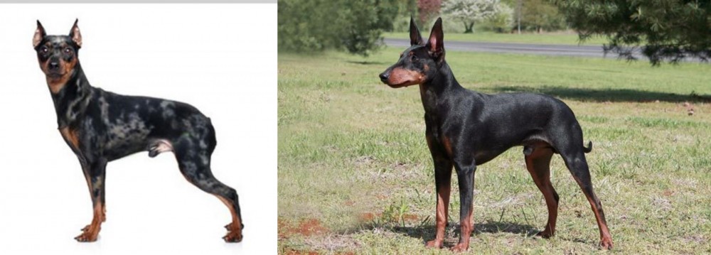 Manchester Terrier vs Harlequin Pinscher - Breed Comparison