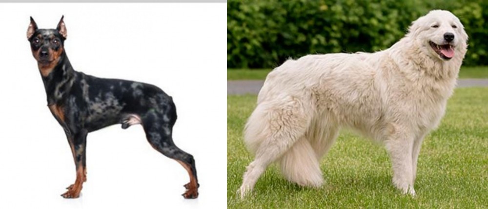 Maremma Sheepdog vs Harlequin Pinscher - Breed Comparison