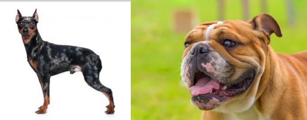 Miniature English Bulldog vs Harlequin Pinscher - Breed Comparison