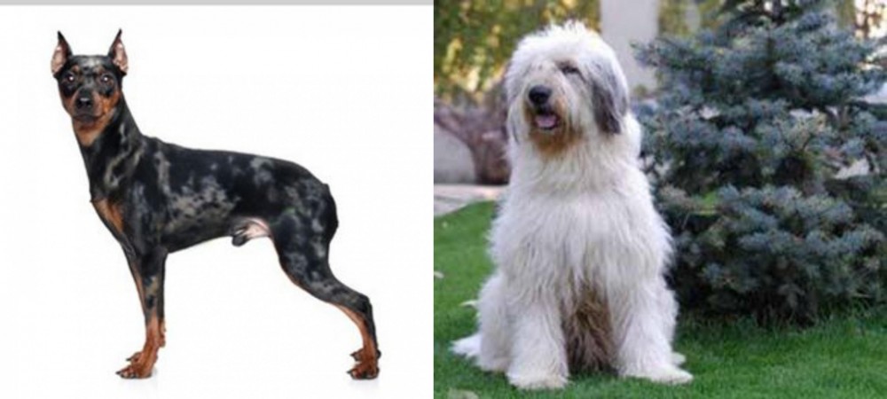 Mioritic Sheepdog vs Harlequin Pinscher - Breed Comparison