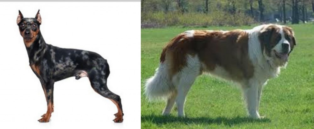 Moscow Watchdog vs Harlequin Pinscher - Breed Comparison
