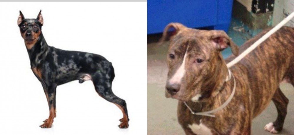 Mountain View Cur vs Harlequin Pinscher - Breed Comparison