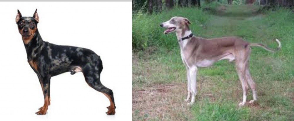 Mudhol Hound vs Harlequin Pinscher - Breed Comparison