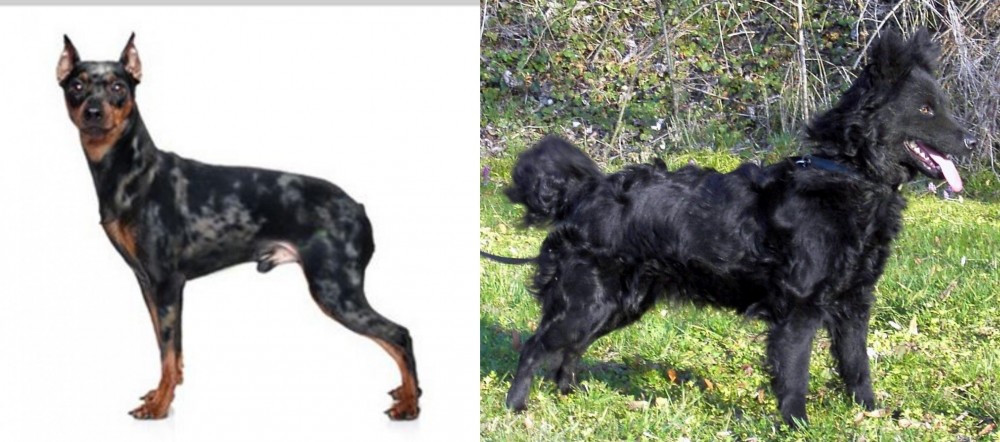 Mudi vs Harlequin Pinscher - Breed Comparison