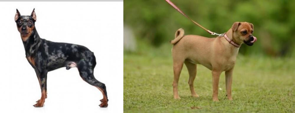 Muggin vs Harlequin Pinscher - Breed Comparison