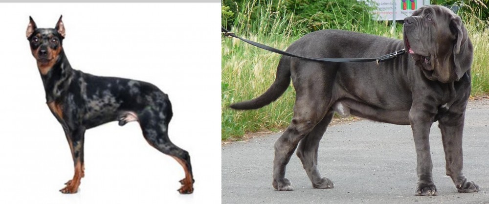 Neapolitan Mastiff vs Harlequin Pinscher - Breed Comparison