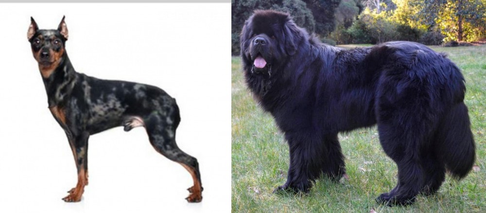 Newfoundland Dog vs Harlequin Pinscher - Breed Comparison