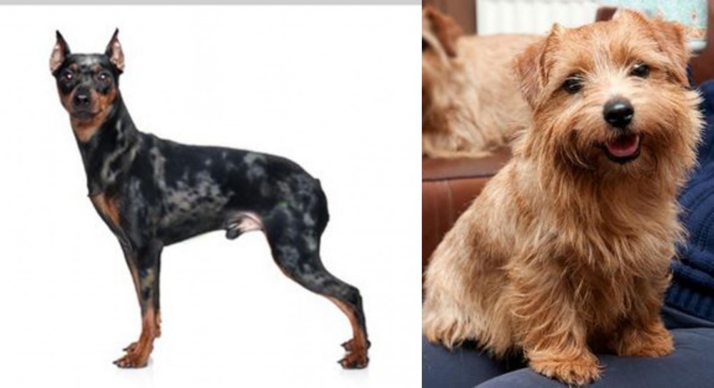 Norfolk Terrier vs Harlequin Pinscher - Breed Comparison