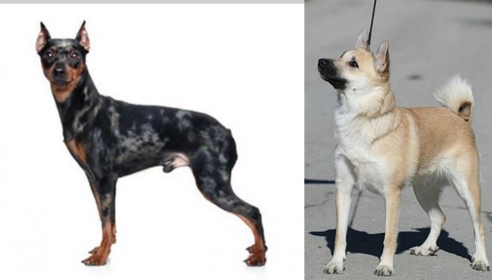 Norwegian Buhund vs Harlequin Pinscher - Breed Comparison