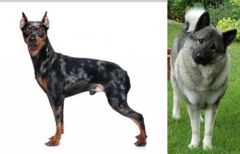 Norwegian Elkhound vs Harlequin Pinscher - Breed Comparison