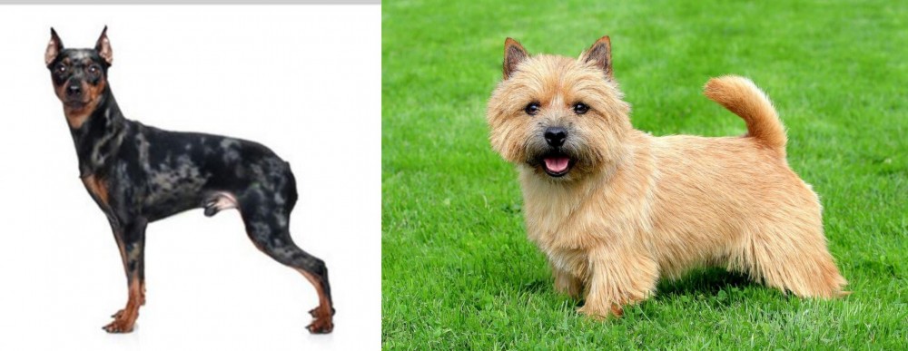 Norwich Terrier vs Harlequin Pinscher - Breed Comparison