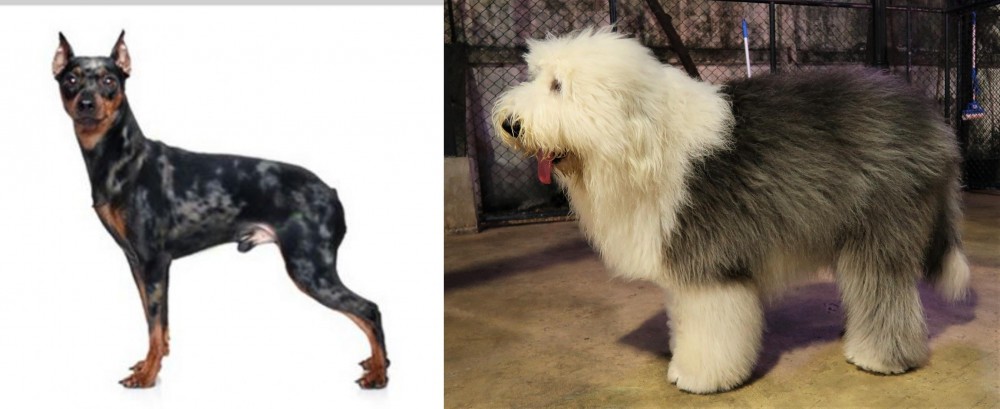 Old English Sheepdog vs Harlequin Pinscher - Breed Comparison