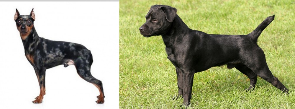 Patterdale Terrier vs Harlequin Pinscher - Breed Comparison