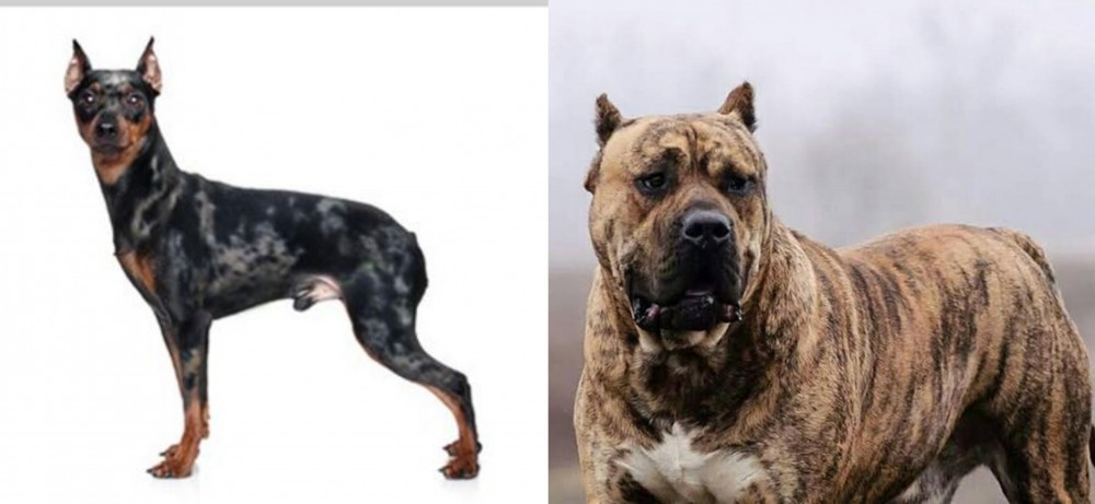 Perro de Presa Canario vs Harlequin Pinscher - Breed Comparison