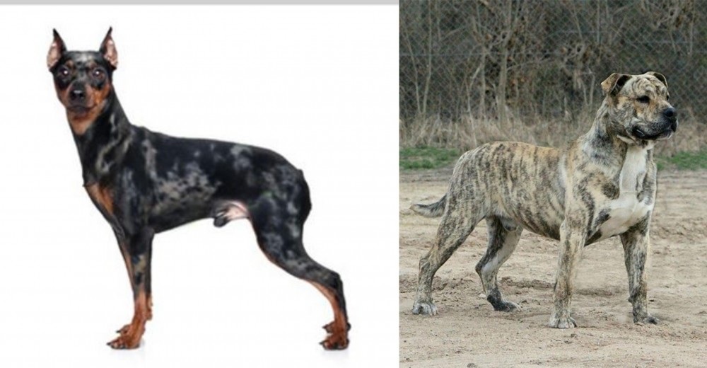 Perro de Presa Mallorquin vs Harlequin Pinscher - Breed Comparison
