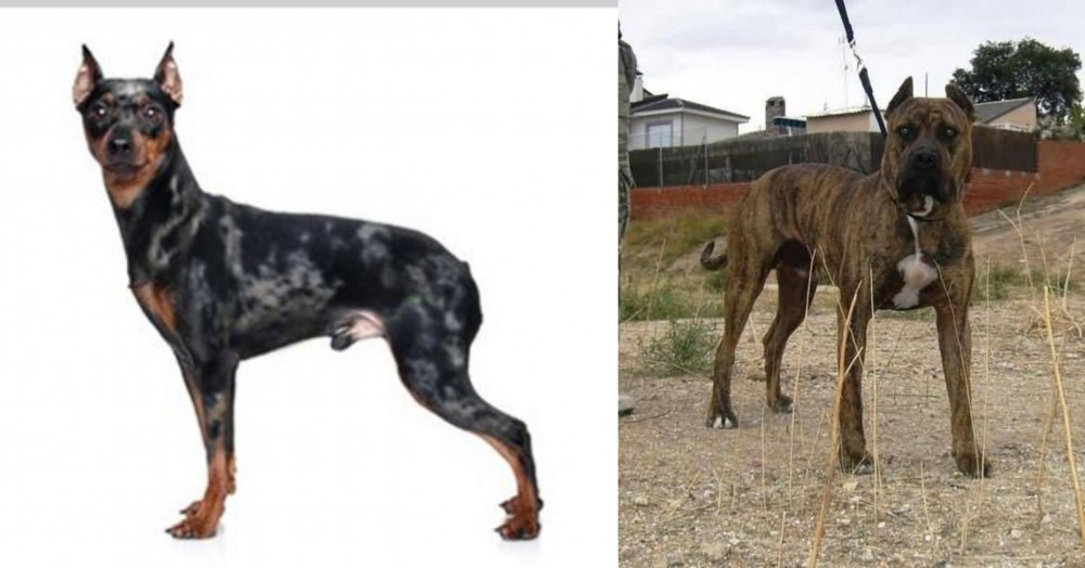 Perro de Toro vs Harlequin Pinscher - Breed Comparison