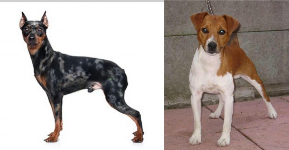 Plummer Terrier vs Harlequin Pinscher - Breed Comparison