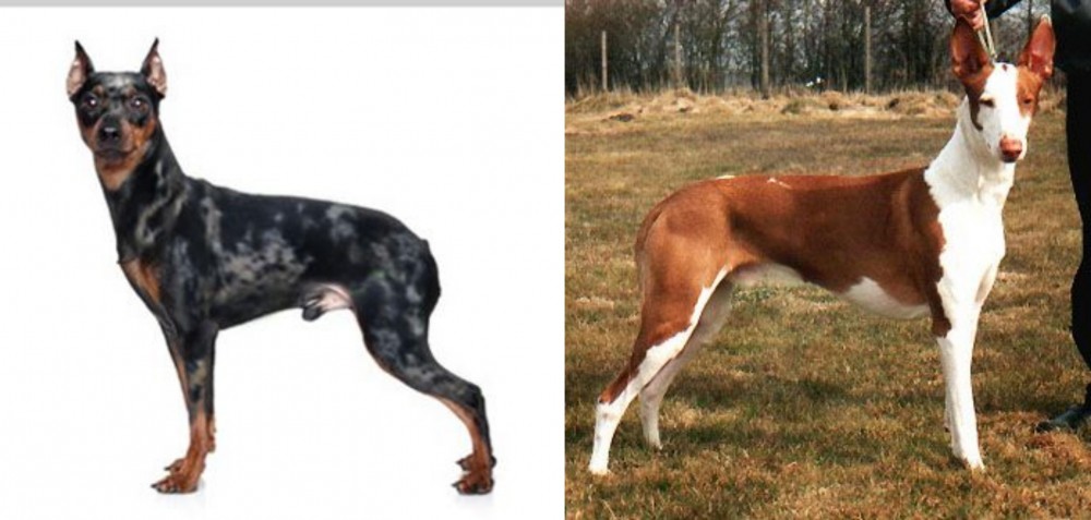 Podenco Canario vs Harlequin Pinscher - Breed Comparison