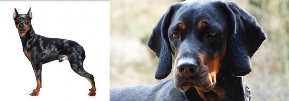 Polish Hunting Dog vs Harlequin Pinscher - Breed Comparison