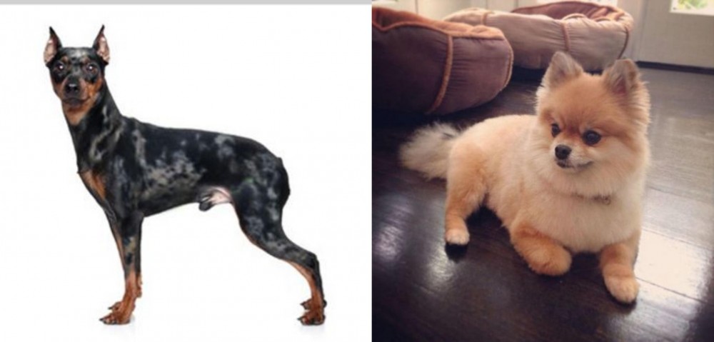 Pomeranian vs Harlequin Pinscher - Breed Comparison
