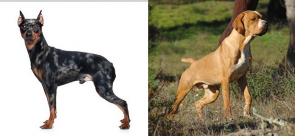 Portuguese Pointer vs Harlequin Pinscher - Breed Comparison