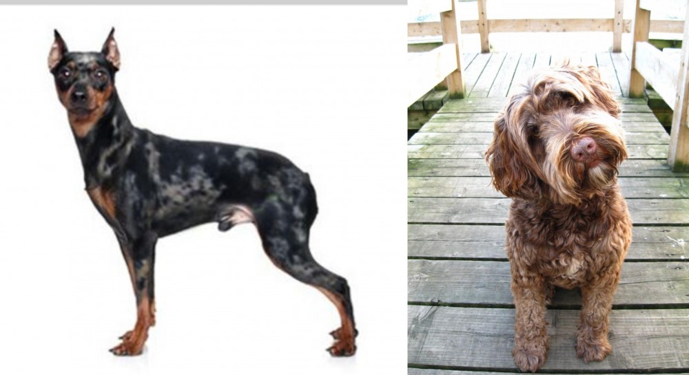 Portuguese Water Dog vs Harlequin Pinscher - Breed Comparison
