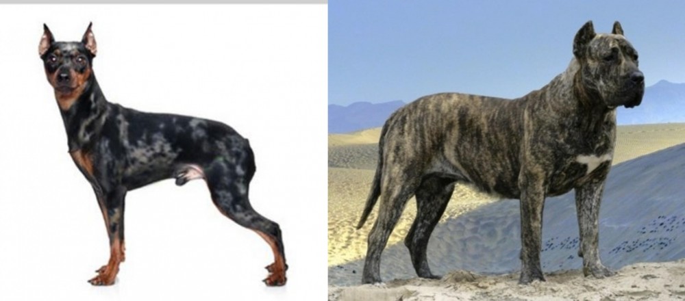 Presa Canario vs Harlequin Pinscher - Breed Comparison