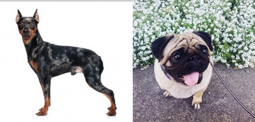 Pug vs Harlequin Pinscher - Breed Comparison