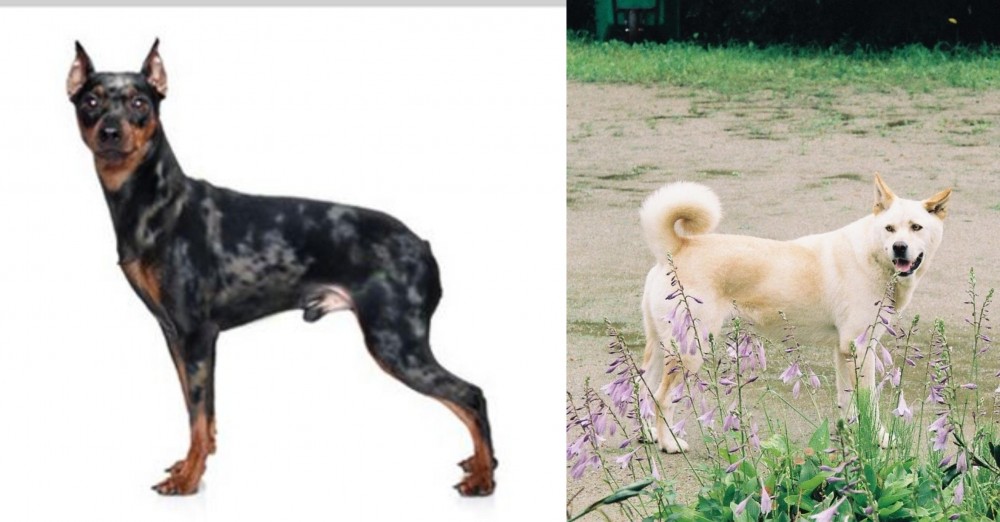 Pungsan Dog vs Harlequin Pinscher - Breed Comparison
