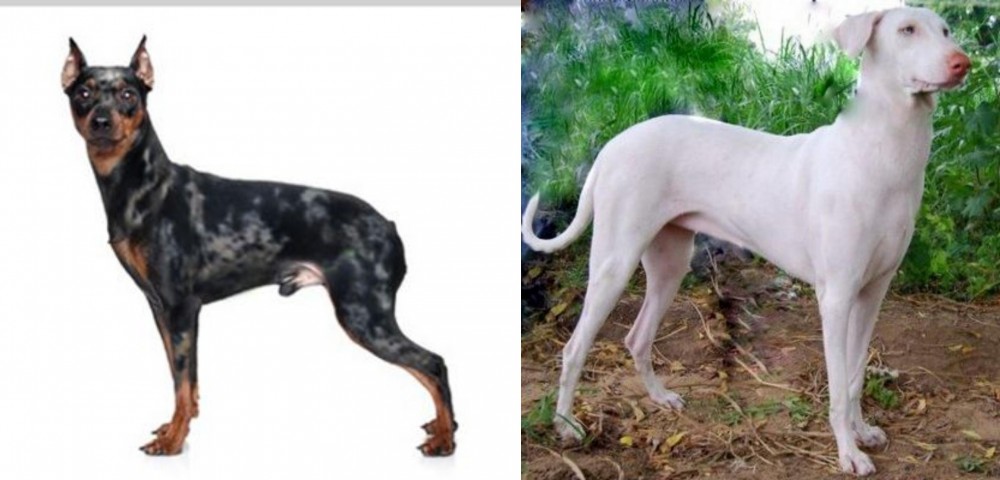 Rajapalayam vs Harlequin Pinscher - Breed Comparison