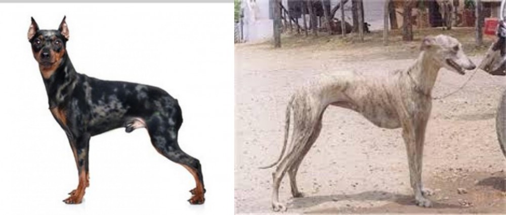 Rampur Greyhound vs Harlequin Pinscher - Breed Comparison