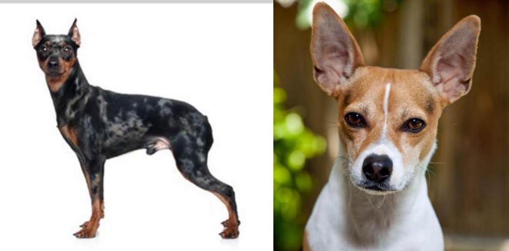 Rat Terrier vs Harlequin Pinscher - Breed Comparison