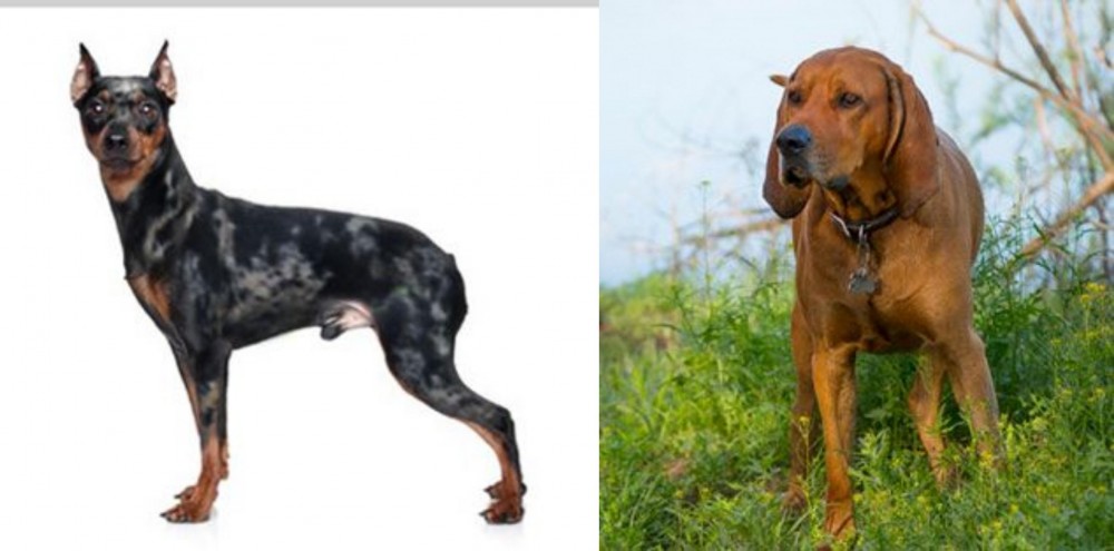 Redbone Coonhound vs Harlequin Pinscher - Breed Comparison