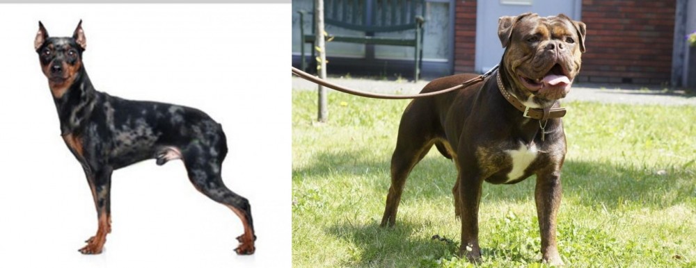 Renascence Bulldogge vs Harlequin Pinscher - Breed Comparison