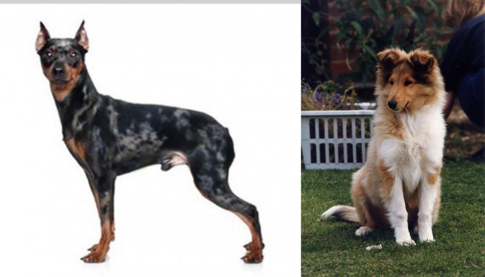 Rough Collie vs Harlequin Pinscher - Breed Comparison