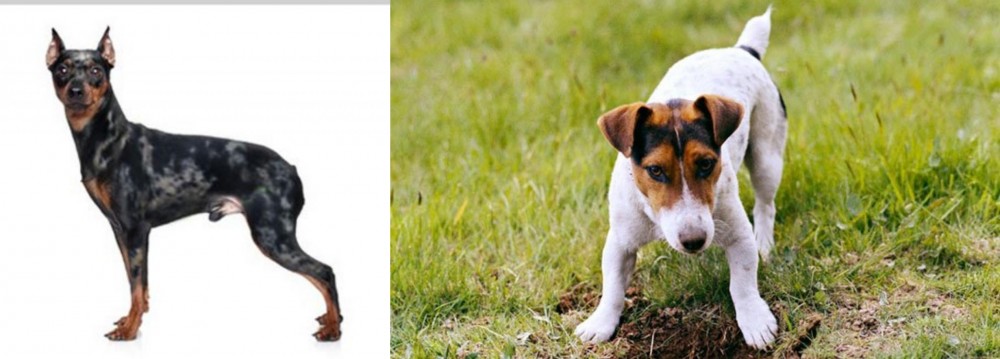 Russell Terrier vs Harlequin Pinscher - Breed Comparison