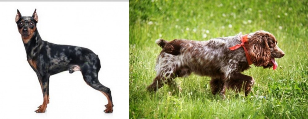 Russian Spaniel vs Harlequin Pinscher - Breed Comparison
