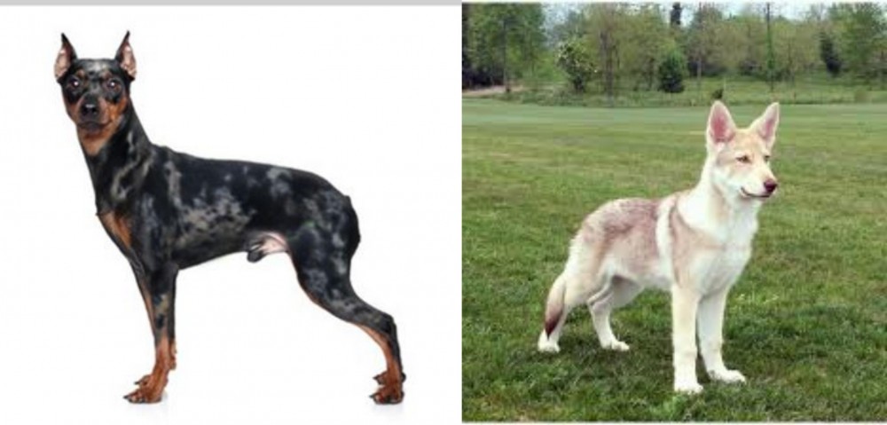 Saarlooswolfhond vs Harlequin Pinscher - Breed Comparison