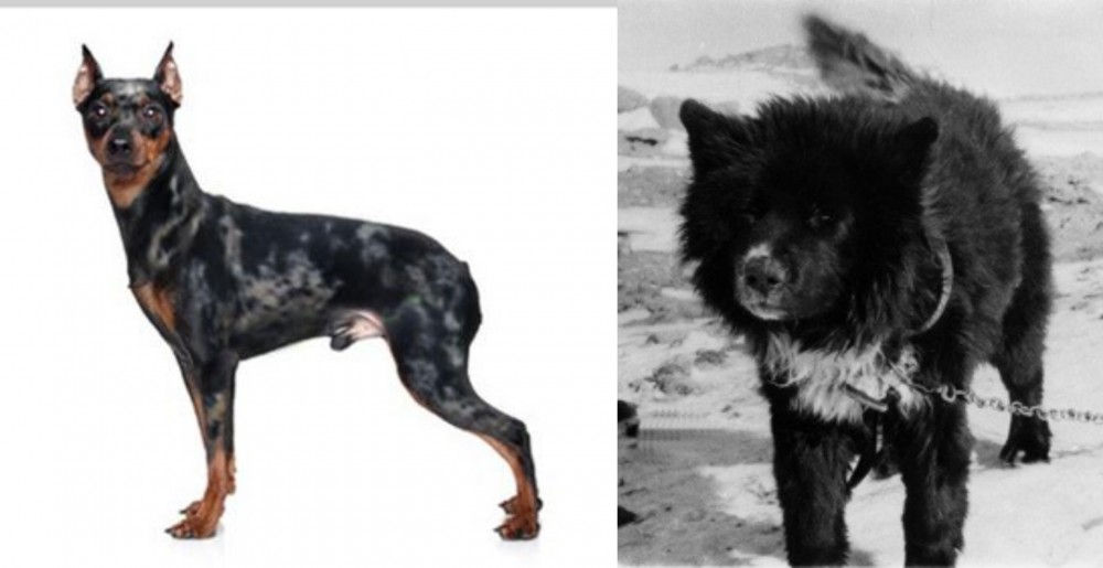 Sakhalin Husky vs Harlequin Pinscher - Breed Comparison