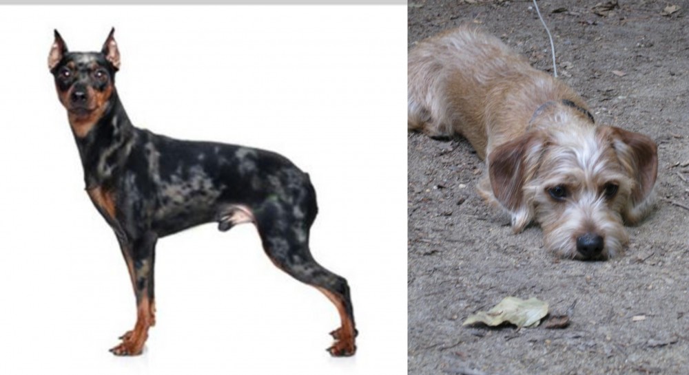 Schweenie vs Harlequin Pinscher - Breed Comparison