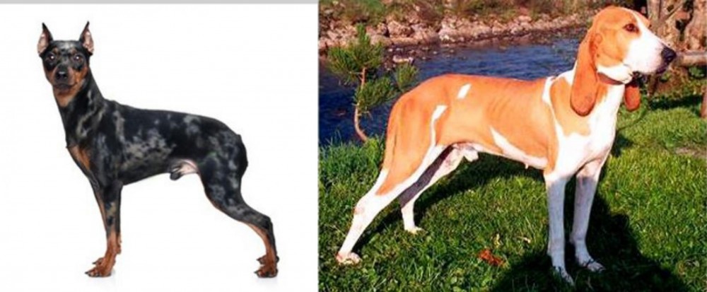 Schweizer Laufhund vs Harlequin Pinscher - Breed Comparison