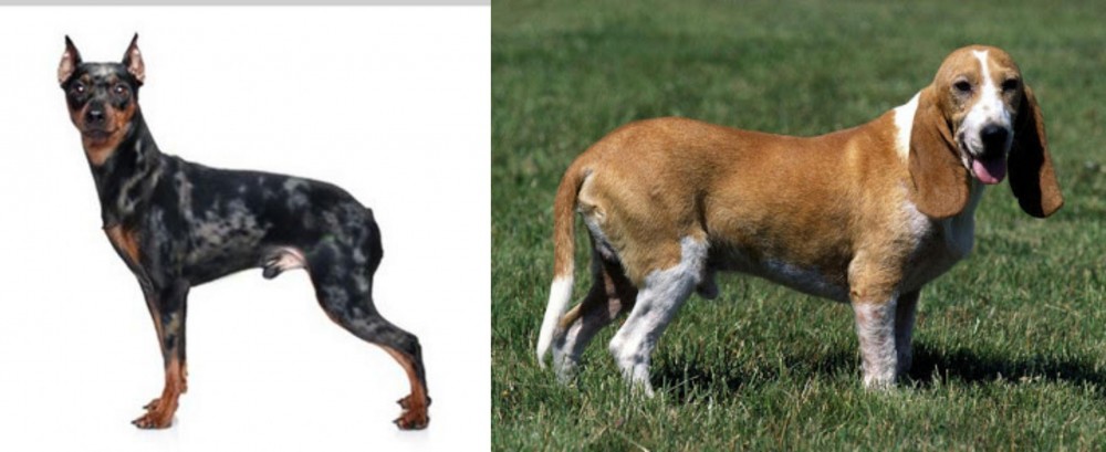 Schweizer Niederlaufhund vs Harlequin Pinscher - Breed Comparison
